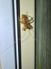 Camptonotus carolinensis