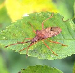 Gonocerus acuteangulatus