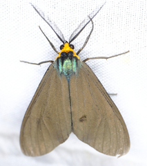 Ctenucha virginica