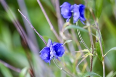 Aconitum delphiniifolium