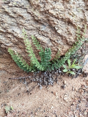 Polypodiopsida