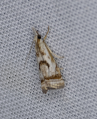 Microcrambus