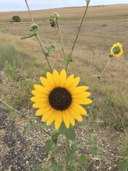 Helianthus petiolaris