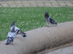 Columba livia