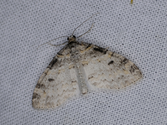 Lobophora