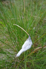 Eriophorum vaginatum