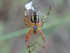 Neoscona adianta
