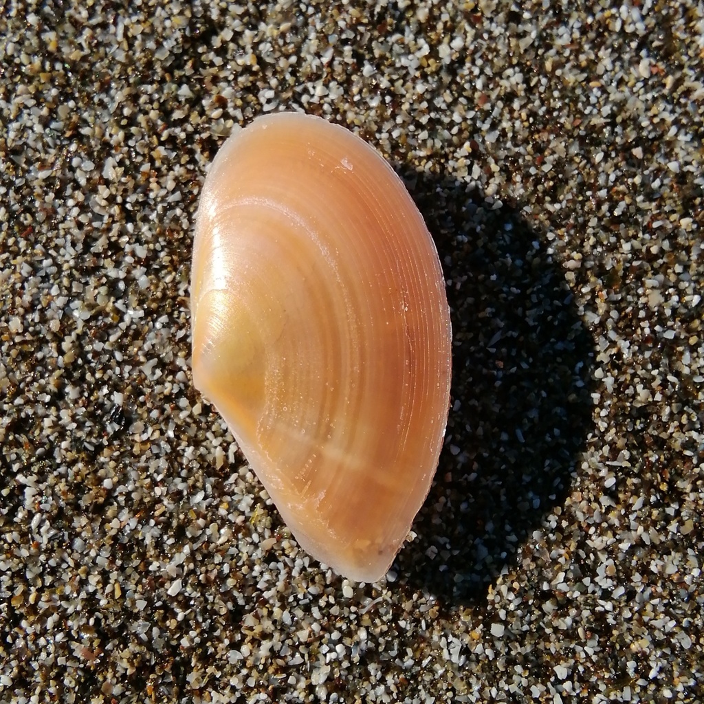 Bosemprella