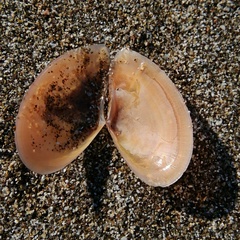 Bosemprella incarnata