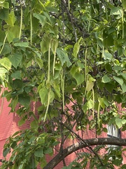 Catalpa