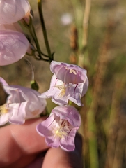 Penstemon palmeri