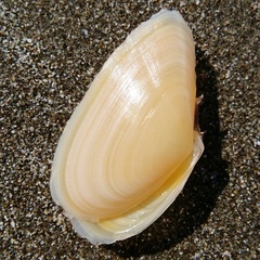Bosemprella incarnata