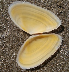 Bosemprella incarnata