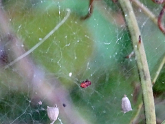 Cyrtophora citricola