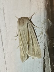 Acronicta insularis