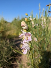 Penstemon palmeri