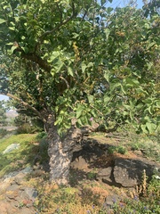 Syringa