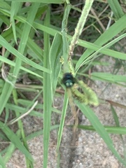 Chrysomya megacephala