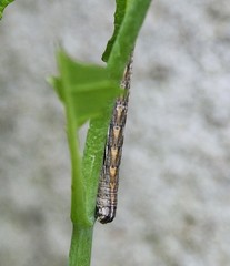 Sympistis badistriga