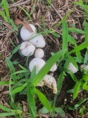 Lycoperdon pratense