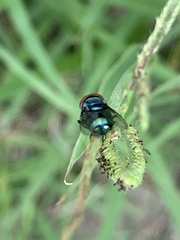 Chrysomya megacephala
