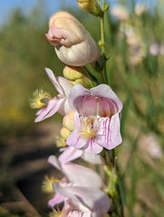 Penstemon palmeri