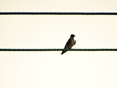 Stelgidopteryx serripennis ridgwayi