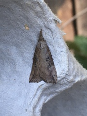 Hypena humuli