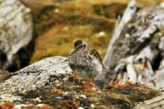 Calidris maritima