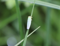 Cicadella viridis