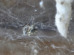 Cyrtophora citricola