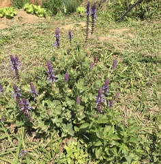 Coleus