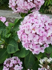 Hydrangea macrophylla