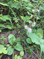 Pyrola