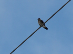 Stelgidopteryx serripennis ridgwayi