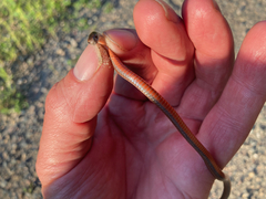 Storeria occipitomaculata