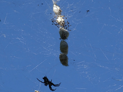 Cyrtophora citricola
