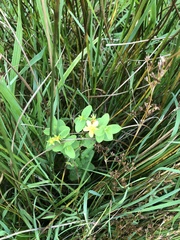 Hypericum tetrapterum