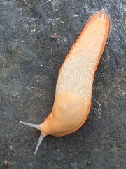 Arionoidea