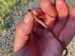 Storeria occipitomaculata