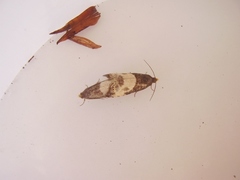 Notocelia cynosbatella