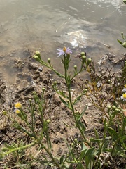 Tripolium pannonicum