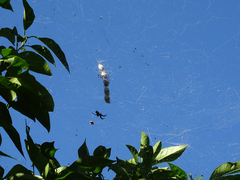 Cyrtophora citricola