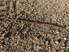 Storeria occipitomaculata