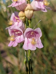 Penstemon palmeri