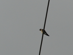 Stelgidopteryx serripennis ridgwayi
