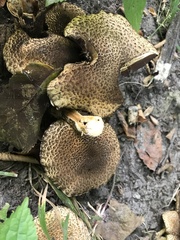 Lacrymaria echiniceps