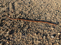 Storeria occipitomaculata