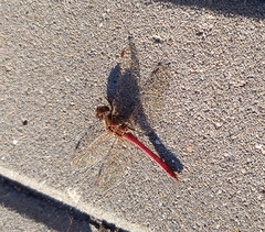 Sympetrum vulgatum