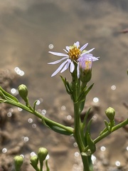 Tripolium pannonicum